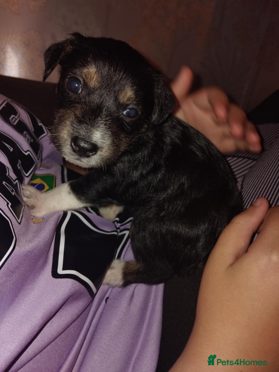 Mixed Breed dogs for sale: Stunning litter of 8 - Image 25