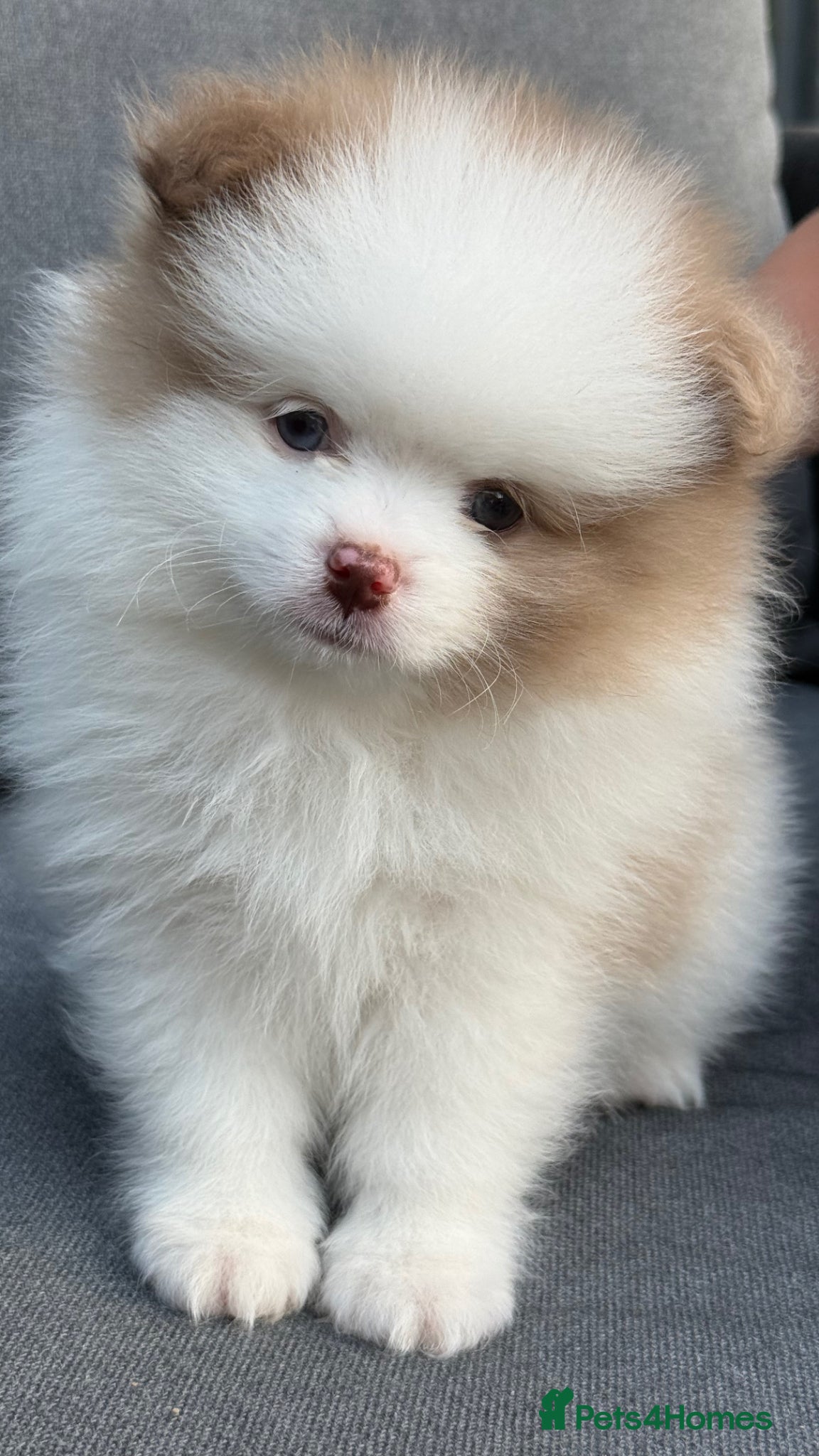 Pomeranian dogs Adorable 🤍 Pomeranian With Sweet Temperament - Advert 1