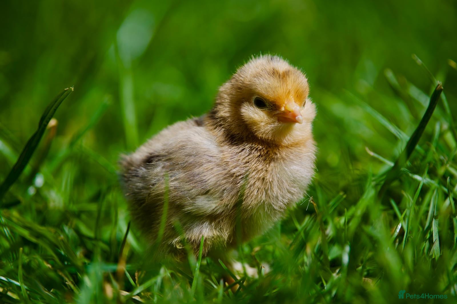 Chickens poultry Hatching eggs and Chicks for sale - Advert 1