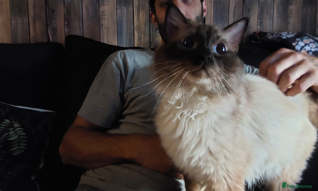 Bengal cats for sale: Snow bengal x seal point ragdoll kittens - Image 9