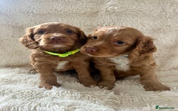 Cocker Spaniel dogs for sale: KC REG Outstanding pedigree Working Cocker Spaniel - Image 3