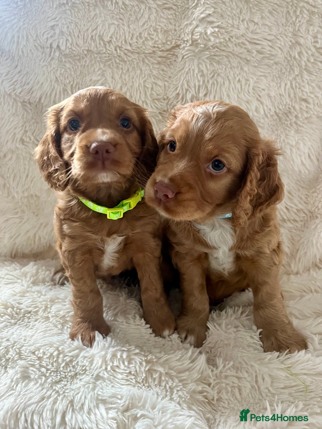 Cocker Spaniel dogs for sale: KC REG Outstanding pedigree Working Cocker Spaniel - Image 3
