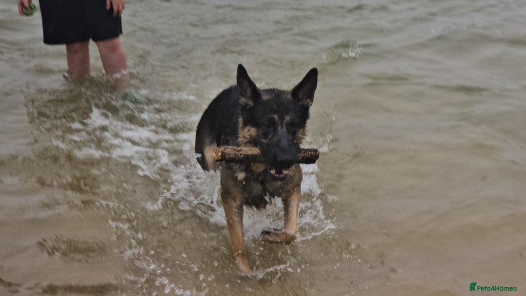 German Shepherd dogs for stud: German Shepherd for Stud - Image 4