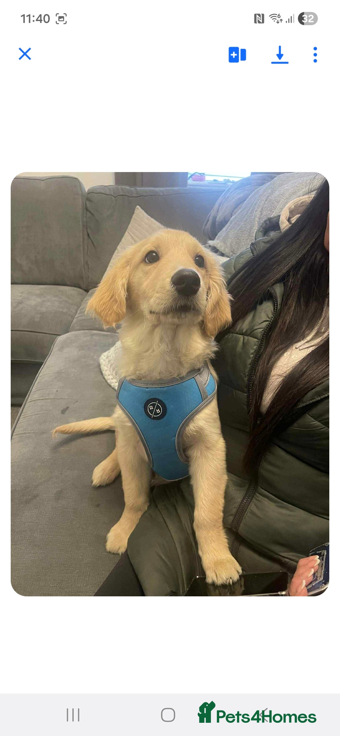 Golden Retriever dogs for sale: Max golden retriever - Advert 1