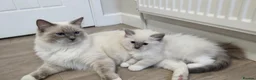 Ragdoll cats for sale: RAGDOLL BOY BLUE POINT BLUE EYES  - Advert 5