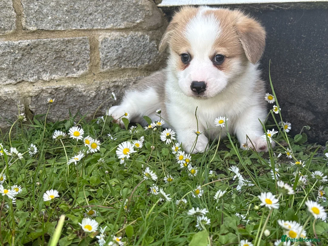 Welsh Corgi Pembroke dogs for sale: Handsome KC Reg Pembroke Corgi Pups in Caerphilly - Advert 2