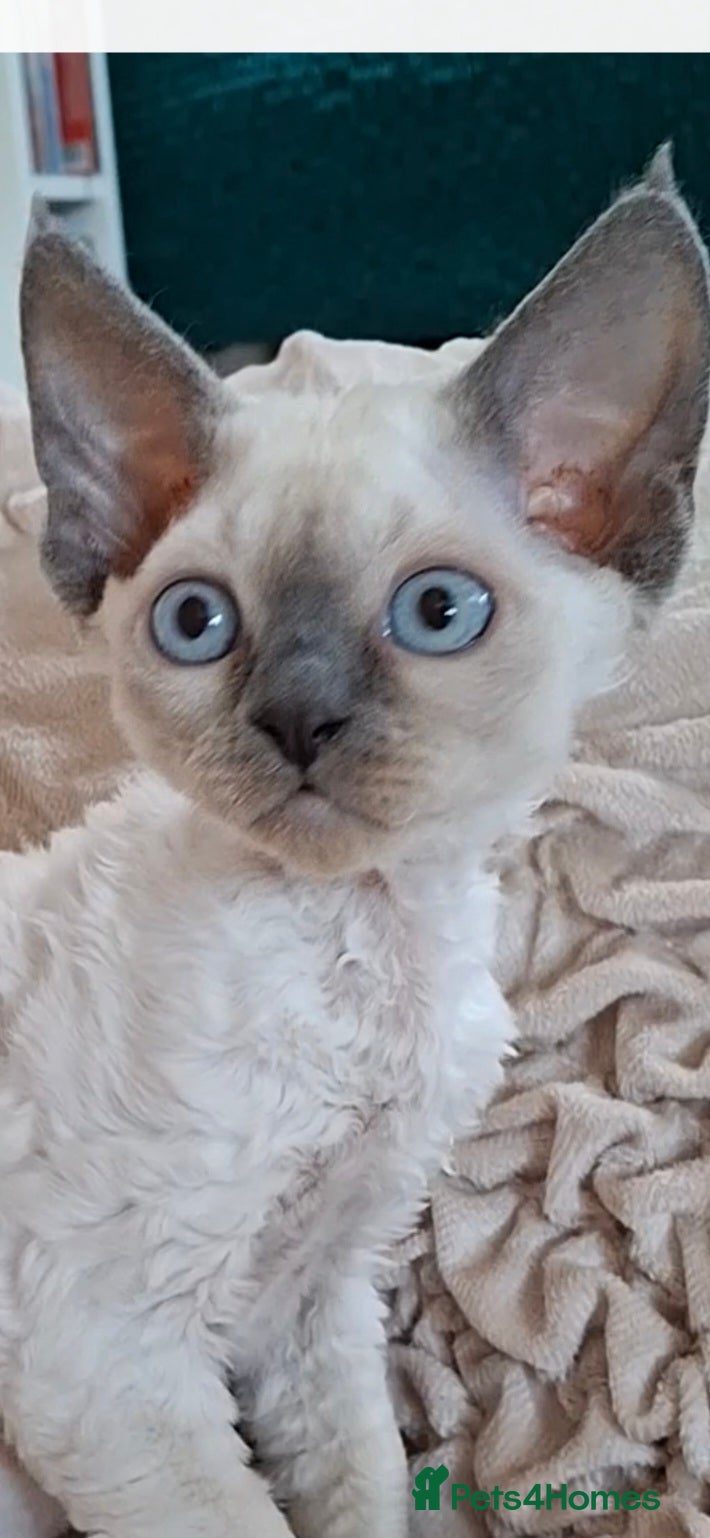 Devon Rex cats for sale: Last giirl -FIFE registered - Advert 4
