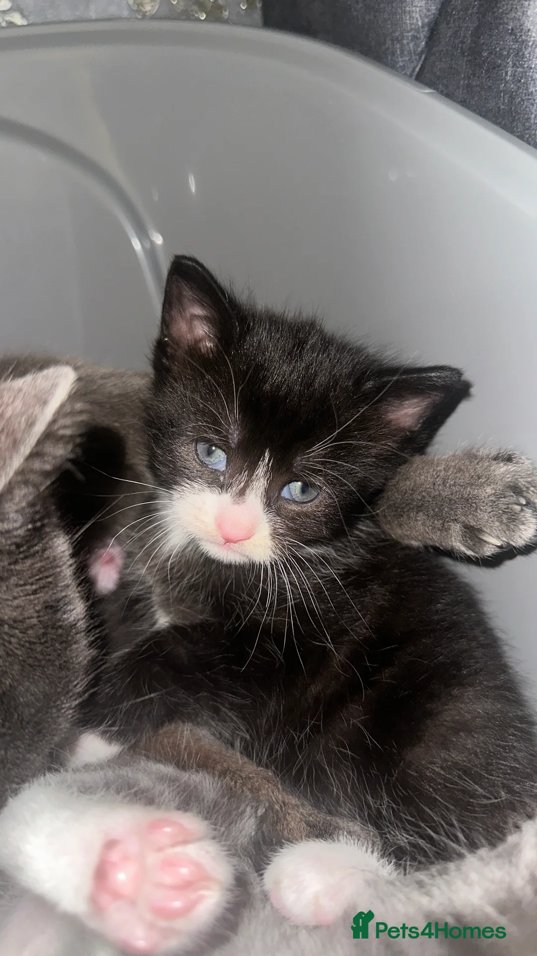 Mixed Breed cats for sale: Beautiful tuxedo kitten  - Advert 1