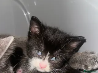 Mixed Breed cats Beautiful tuxedo kitten - Advert 1