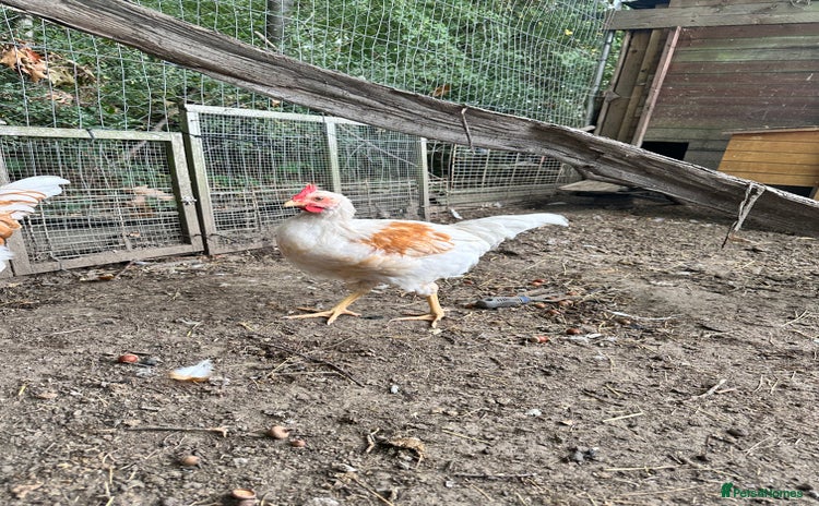 Chickens poultry - Advert 2