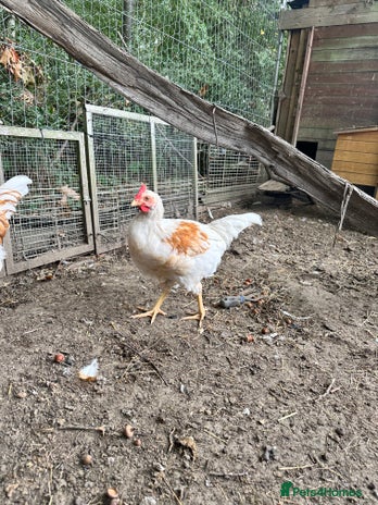 Chickens poultry - Advert 16