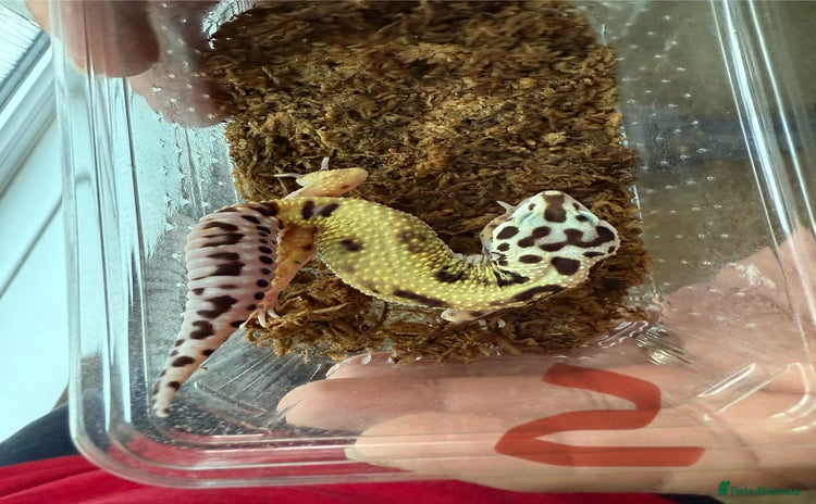 Leopard Gecko reptiles - Advert 8