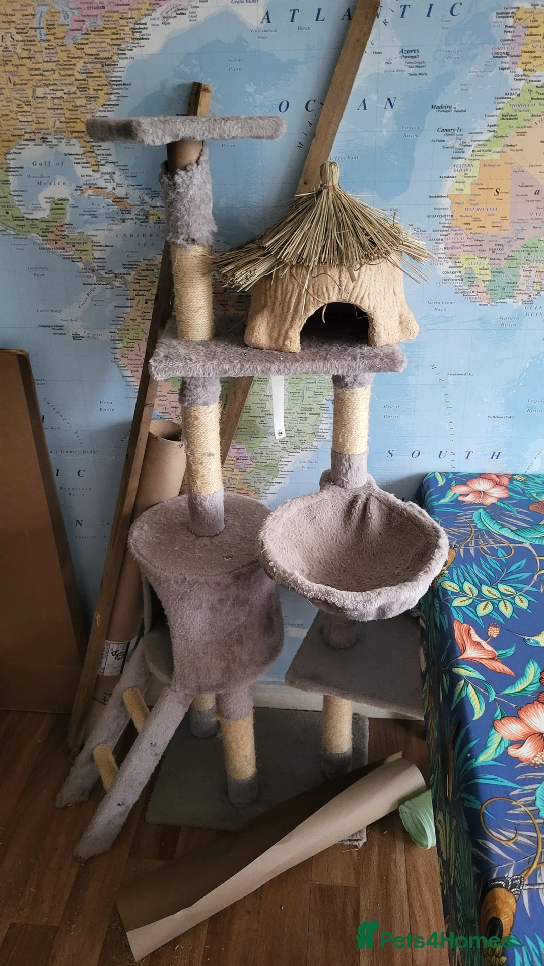 Rat rodents for sale: 4 Female Fancy Rats and Complete Setup  - Advert 4