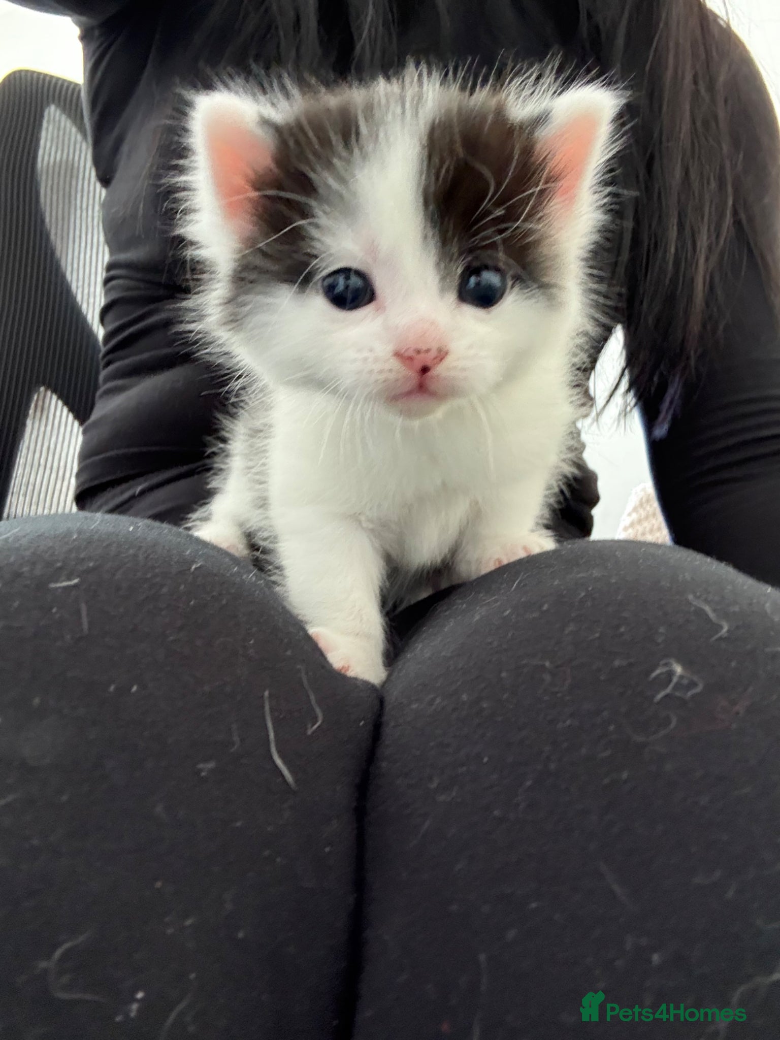 Domestic Shorthair cats European shorthair kittens  - Advert 3