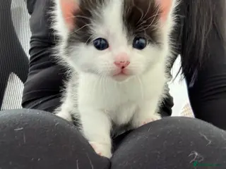 Domestic Shorthair cats European shorthair kittens - Advert 3