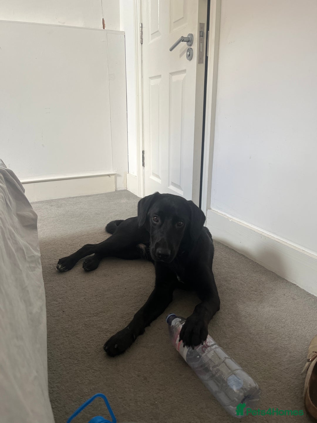 Mixed Breed dogs for sale: 8 Month Old Cocker Spanial x German Shepard Bruno - Image 2