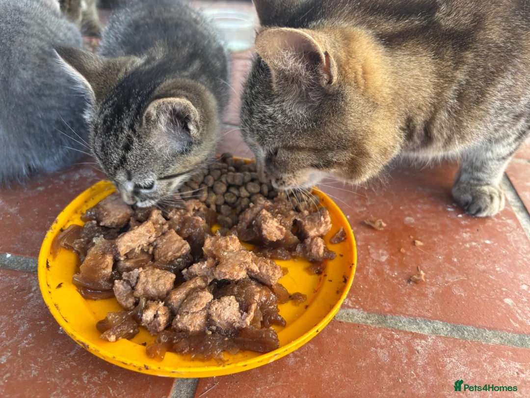 Mixed Breed cats for sale: Kitten  - Advert 4