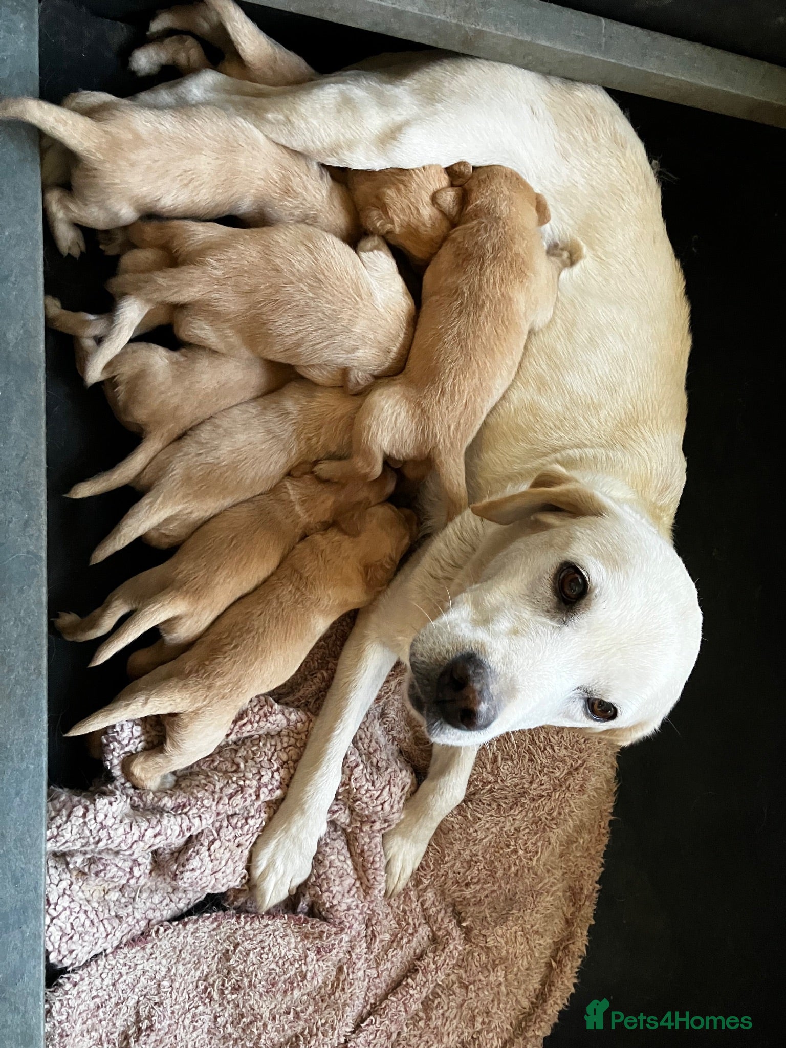 Labrador Retriever dogs Rich colour yellow Labrador puppies - Advert 9