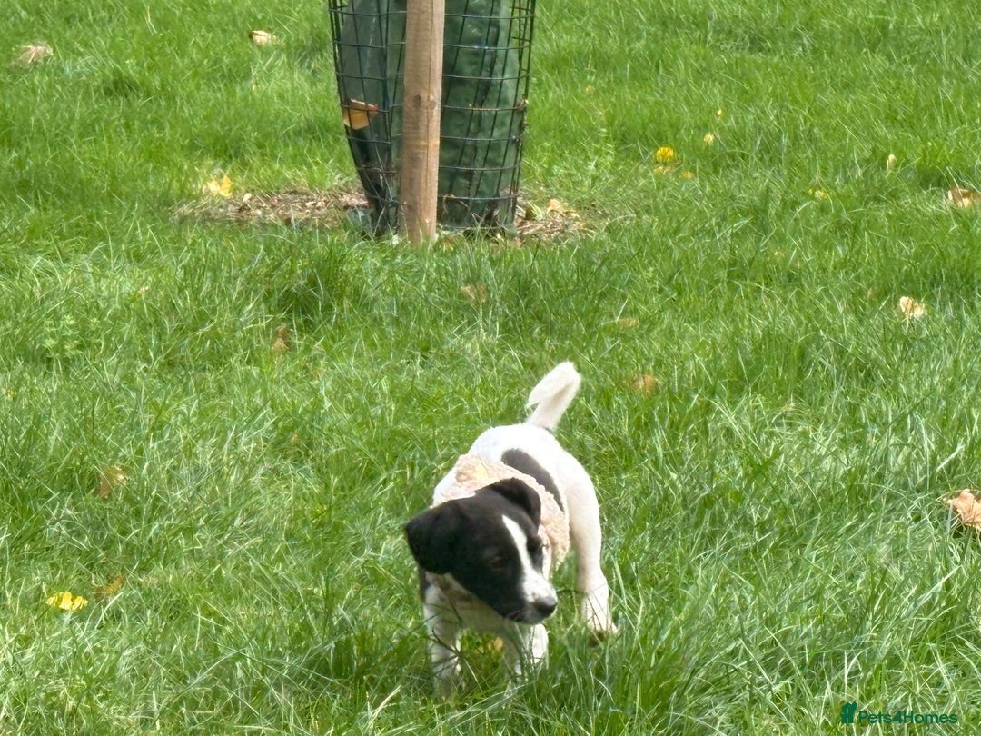 Mixed Breed dogs for sale: Puppy for sale  - Advert 5