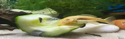 Plecos fish for sale: Adult ancistrus(bristlenose) plecs albino & brown - Advert 2