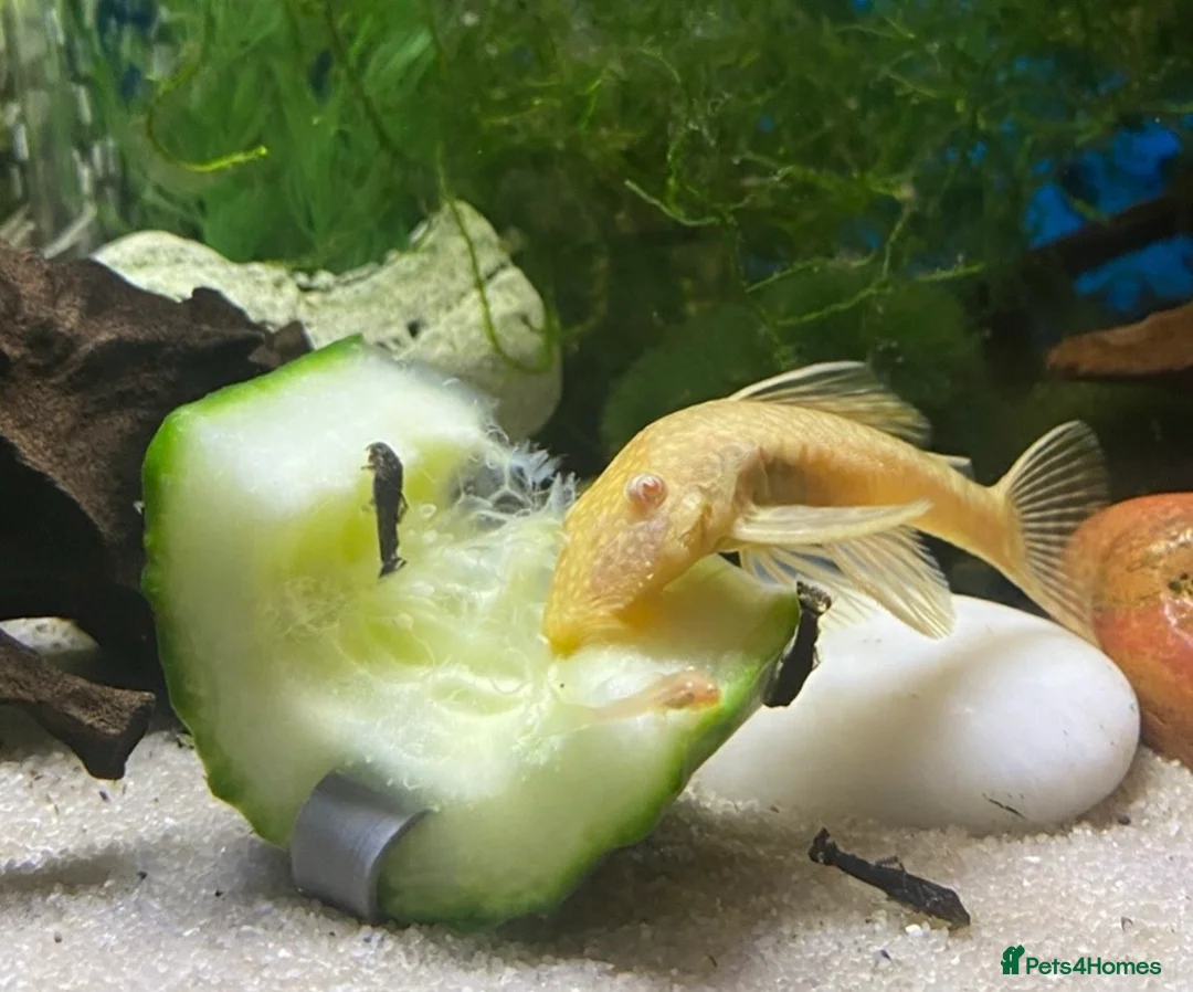 Plecos fish for sale: Adult ancistrus(bristlenose) plecs albino & brown - Advert 2