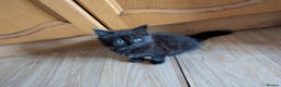 Bombay cats for sale: Beautiful kittens perfect for  **   ** s  - Advert 15