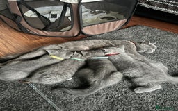 British Shorthair cats for sale: Lovely mom's 1st kittens! - Image 1