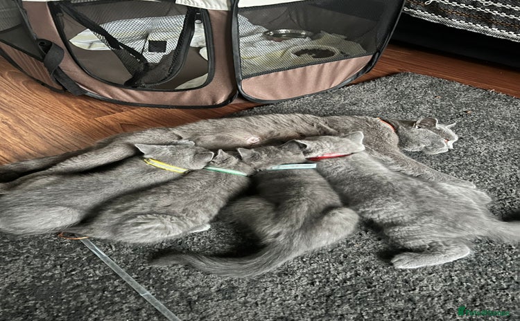 British Shorthair cats - Advert 5
