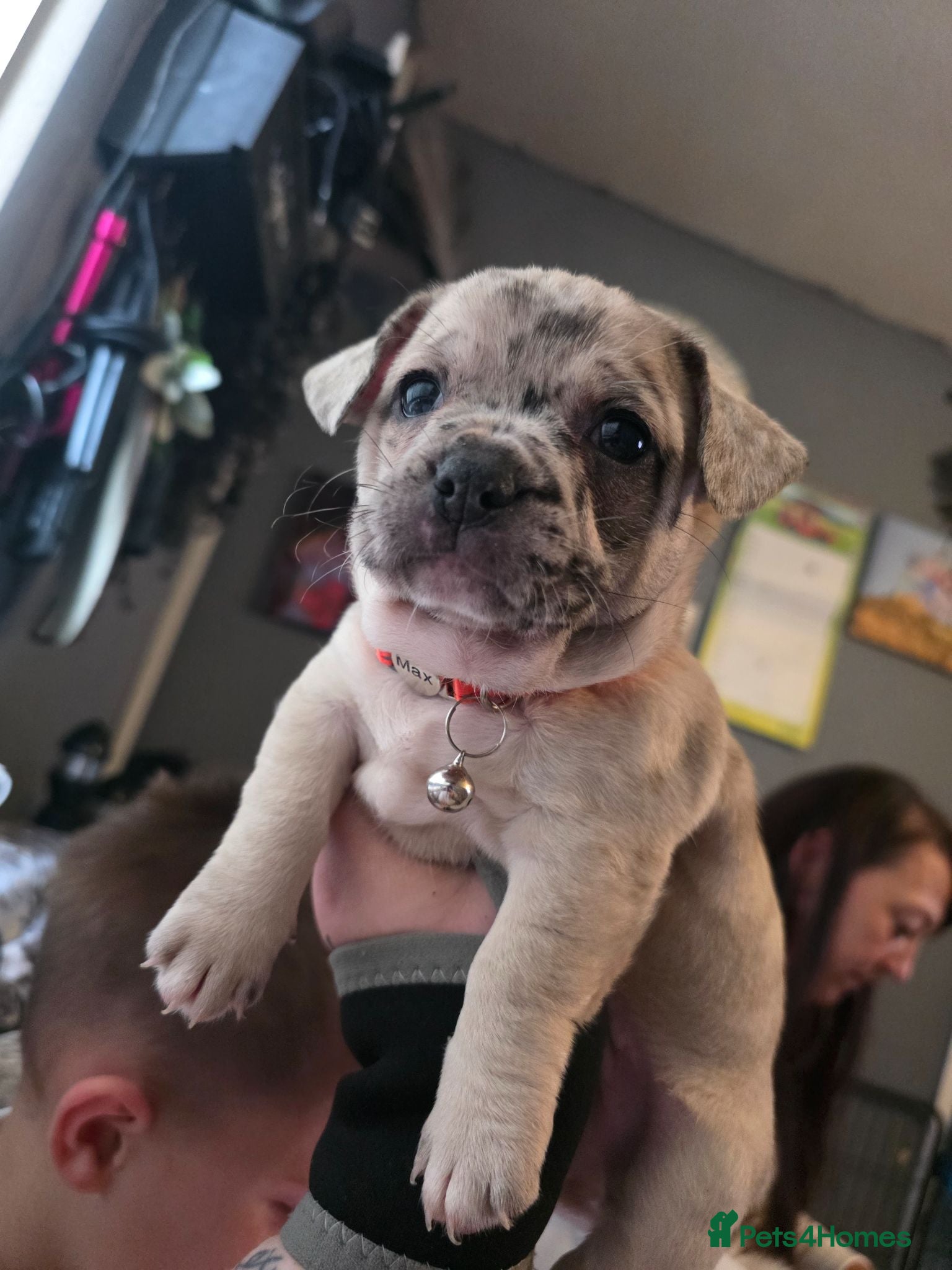 Mixed Breed dogs LAST PUP - Advert 18