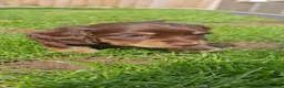 Miniature Dachshund dogs for sale: Exceptional Miniature Dachshunds Babies in Littleborough - Advert 14
