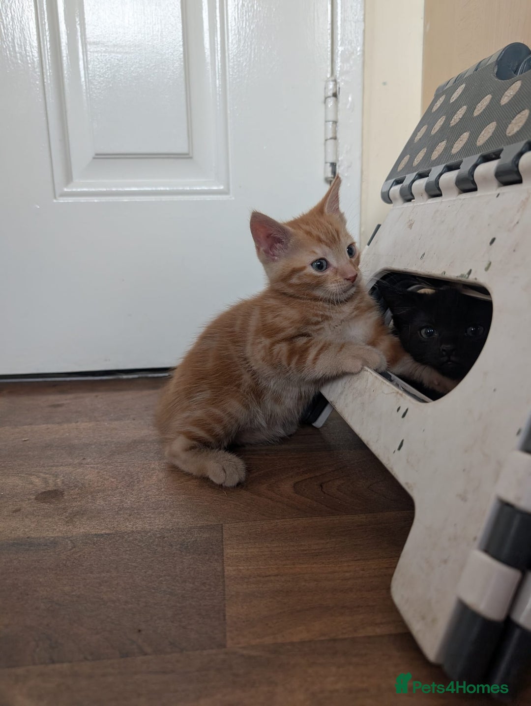 Mixed Breed cats for sale: Kittens for sale - Image 4