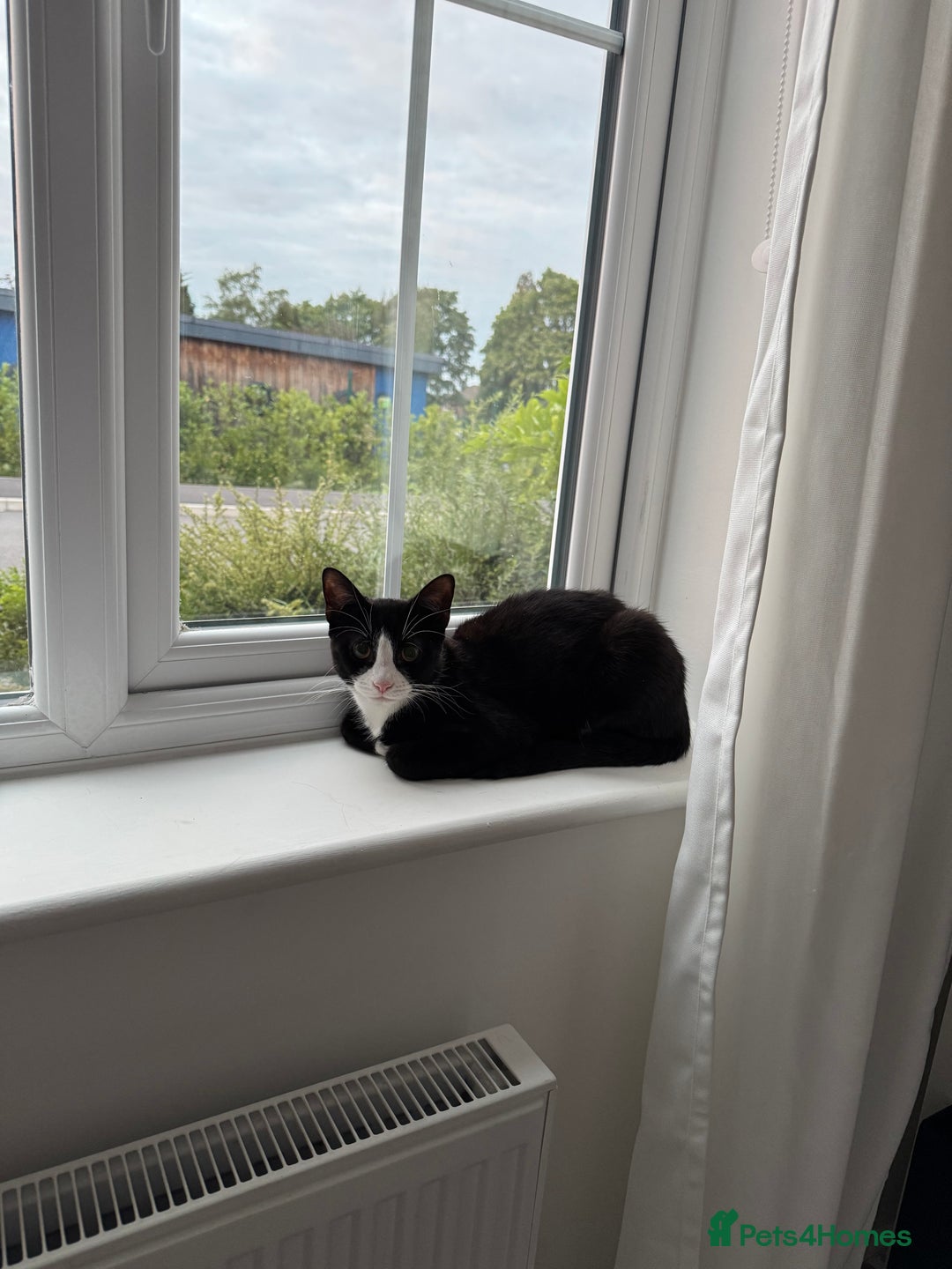 Domestic Shorthair cats for sale: 10 month old tuxedo cat - Image 2