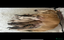 Miniature Dachshund dogs for sale: long haired miniature dachshund puppies - Image 22