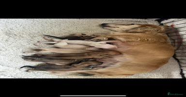 Miniature Dachshund dogs long haired miniature dachshund puppies - Advert 3