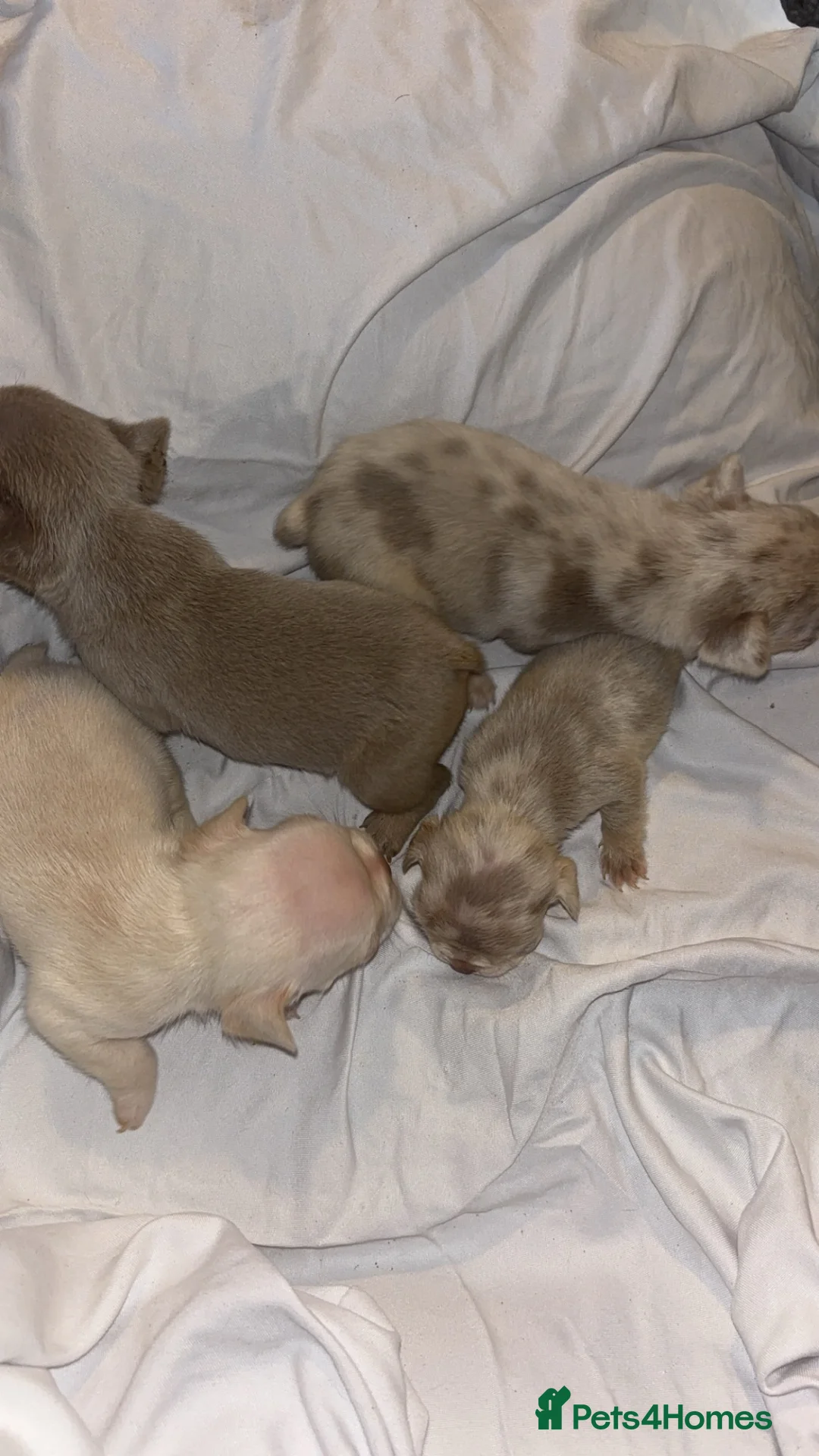 French Bulldog dogs for sale: Beautiful French Bulldog Litter  - Advert 2