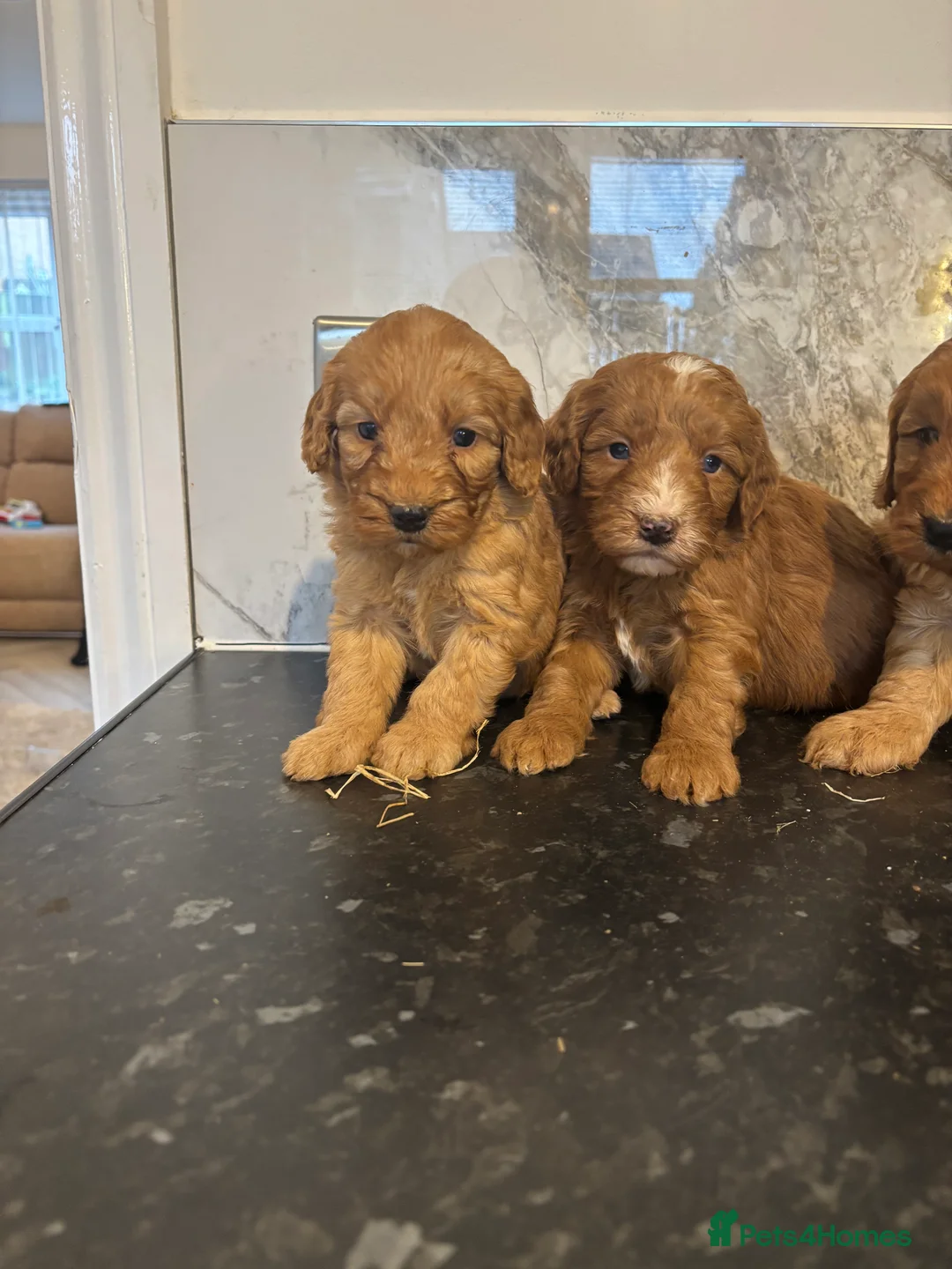 Maltipoo dogs for sale: Teddy bear maltipoo puppies (toy poodle) - Advert 3