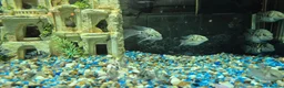 Cichlids fish for sale: Polar blue parrots in Aylesbury - Advert 9
