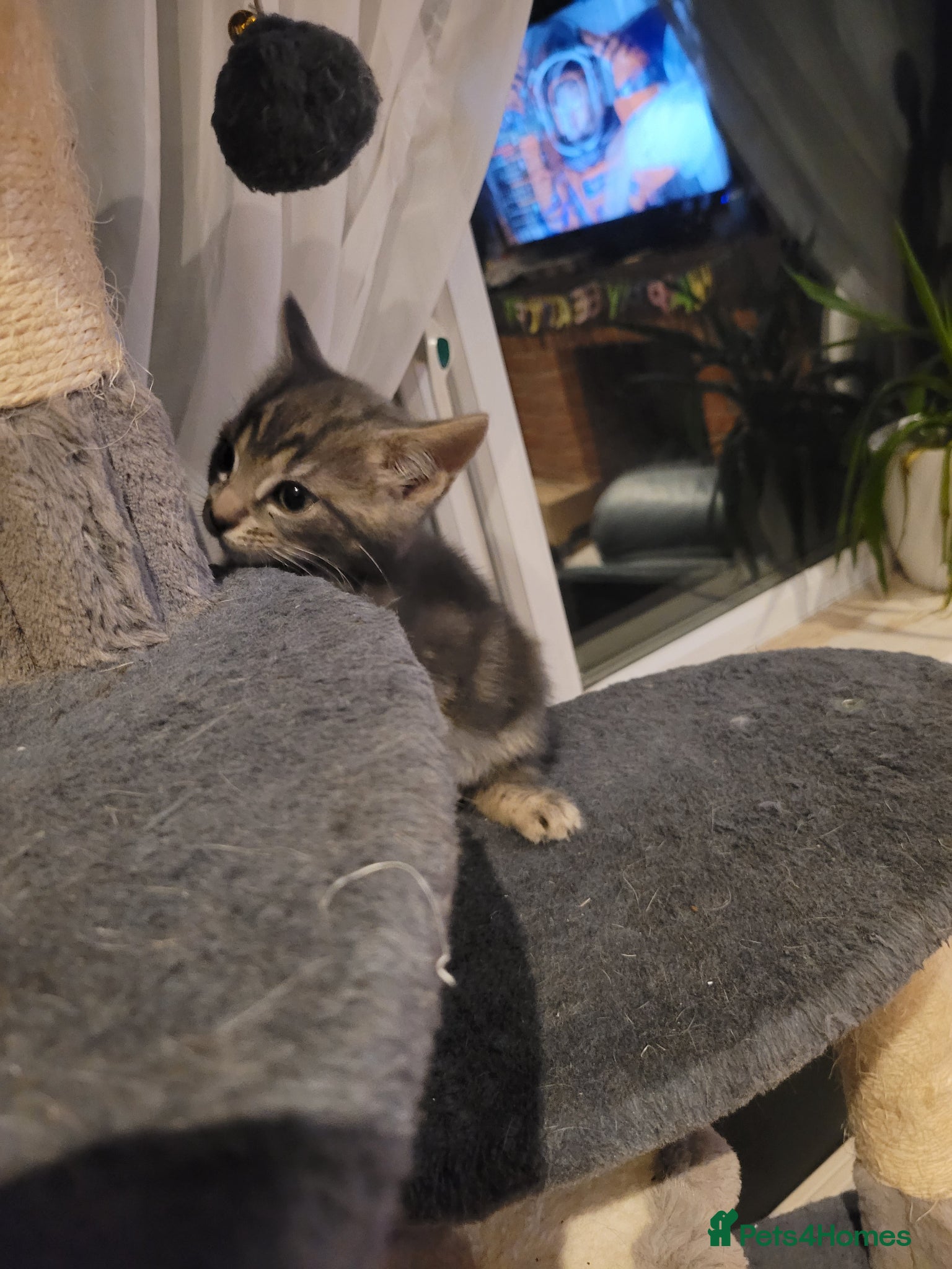 Mixed Breed cats 1 boy left! - Advert 2