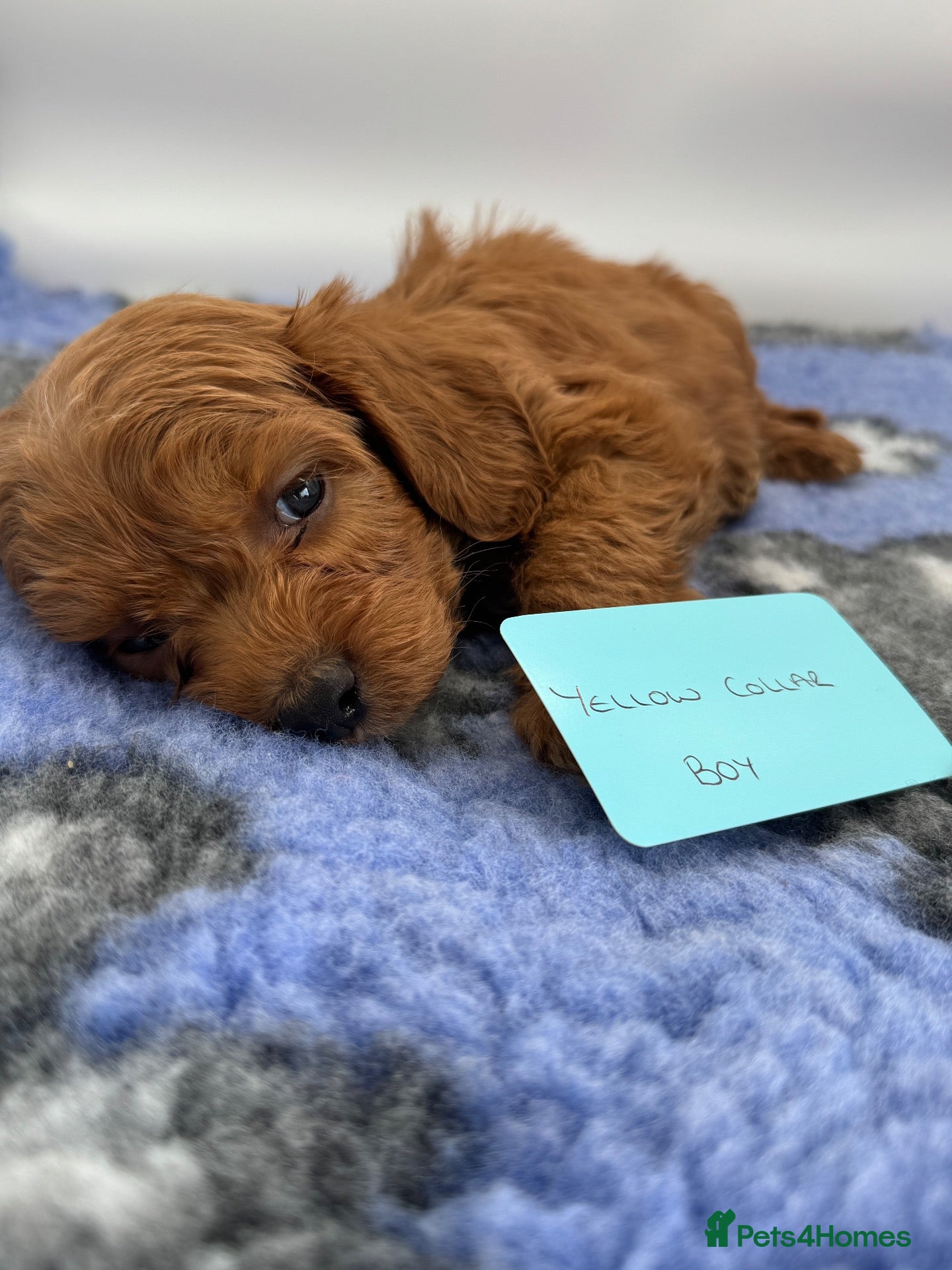 Cockapoo dogs Stunning Red F1 Cockapoo Puppies - Advert 2