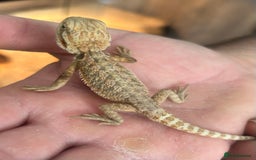 Bearded Dragon reptiles for sale: 15 Baby dearded dragons - Image 15