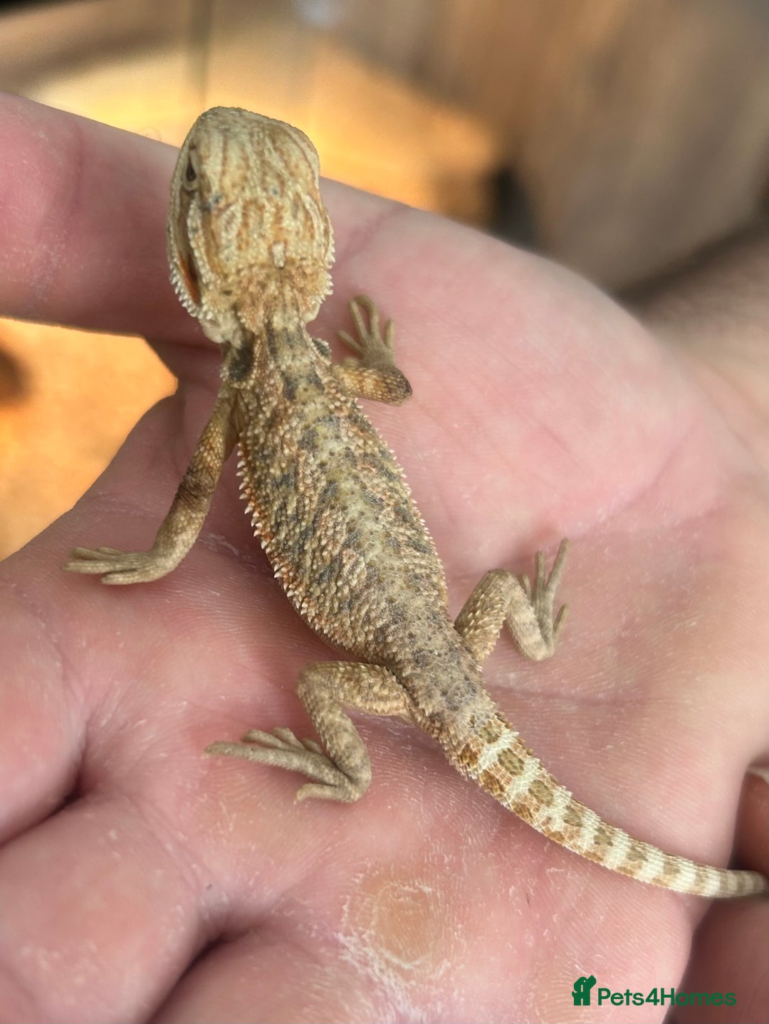 Bearded Dragon reptiles for sale: 15 Baby dearded dragons - Image 15