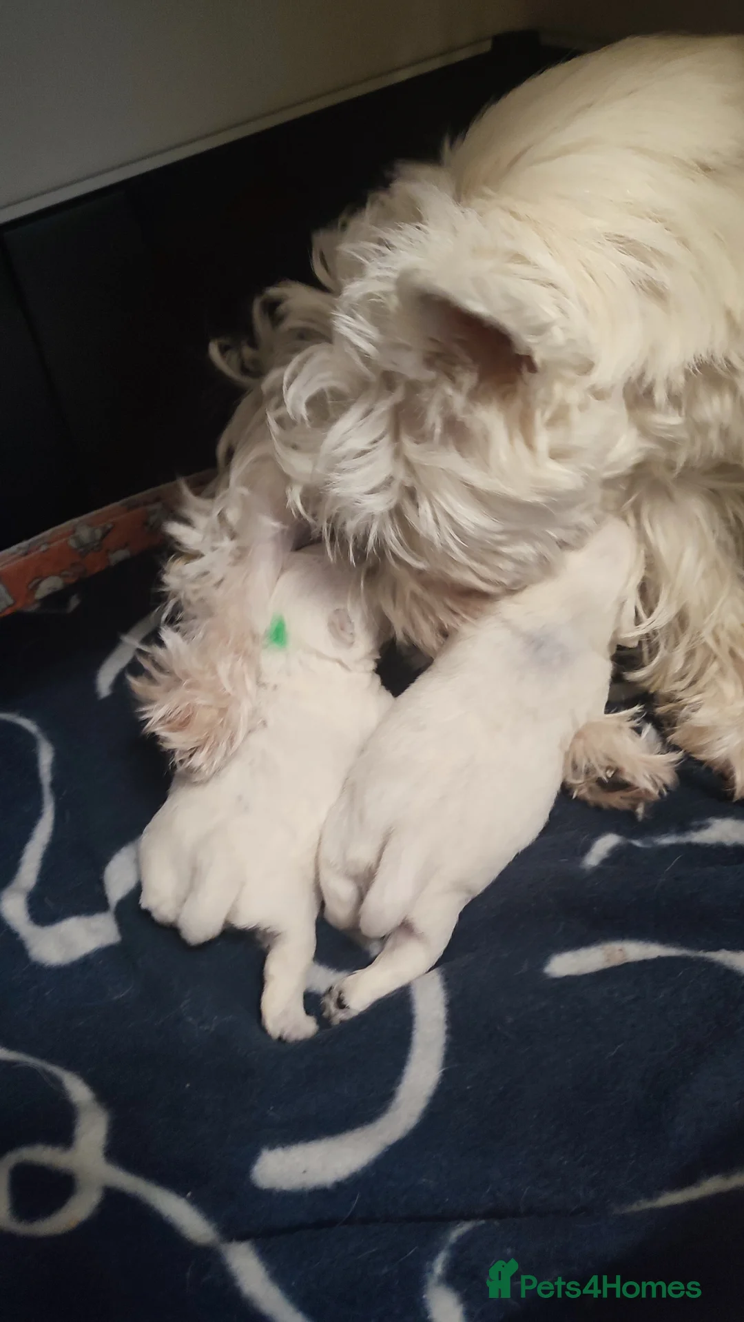 West Highland Terrier dogs for sale: Two RKC adorable and pure westies girls for sale - Advert 6