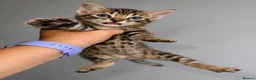 Bengal cats for sale: Unique Bloodline Bengals Tica Reg - Advert 16