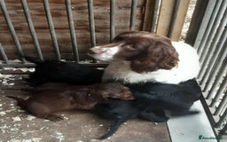 Sprocker dogs for sale: Working Strain Sprocker Puppies For Sale - Image 6