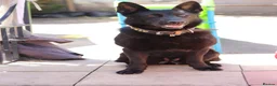 German Shepherd dogs for sale: 🖤 Nova KC Straight Back German Shepherd Female 🖤 - Advert 5