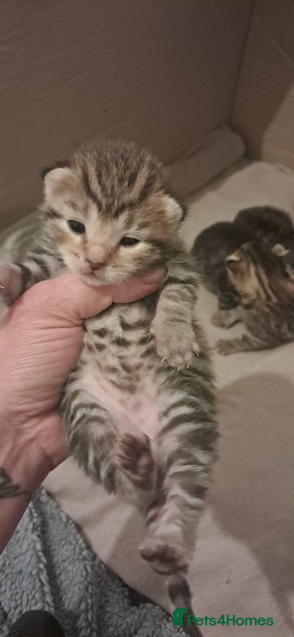 Mixed Breed cats for sale: 7 little kittens for sale  - Advert 4