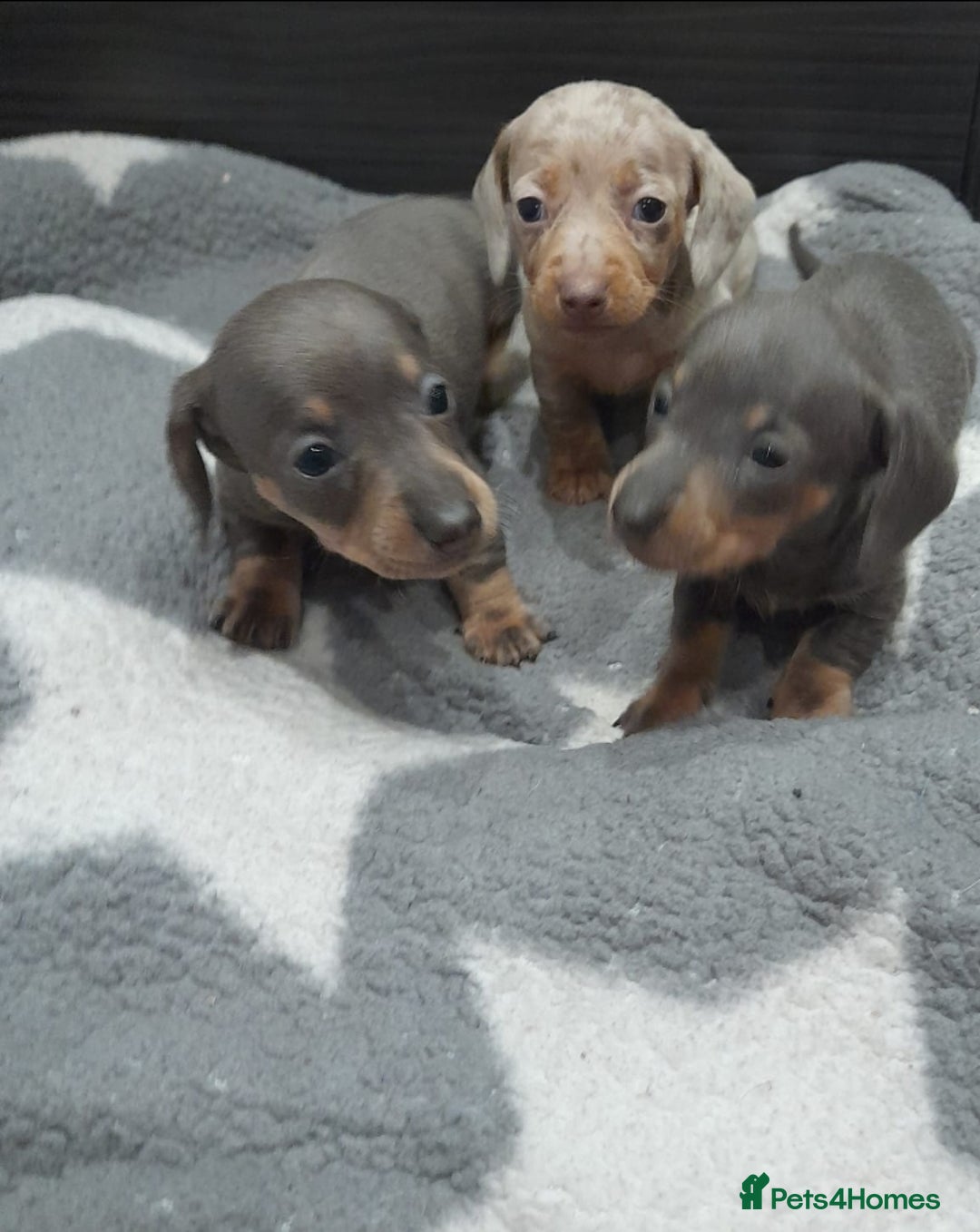 Miniature Dachshund dogs for sale: Miniature dachshund puppies  - Advert 13