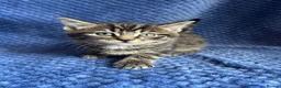 Maine Coon cats for sale: Maine coon x  - Advert 16