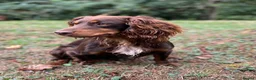 Cocker Spaniel dogs for sale: KC COCKER SPANIEL PUPPIES - Advert 7