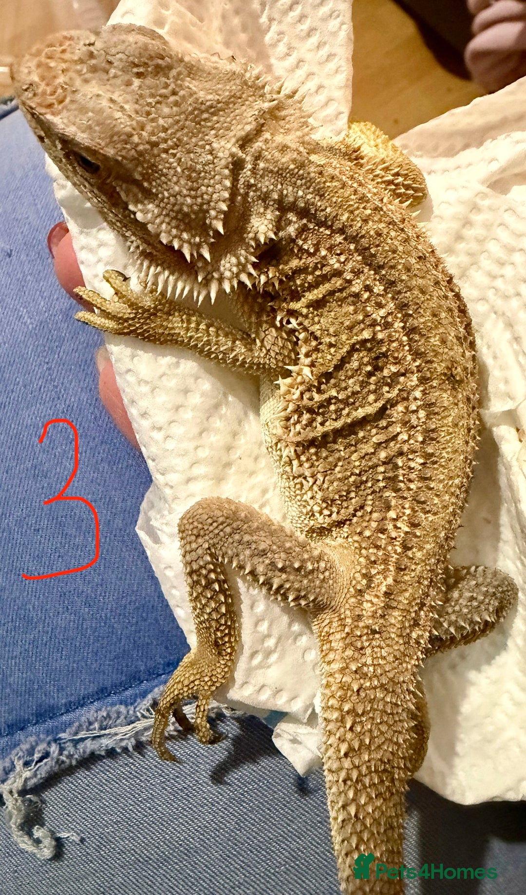 Bearded Dragon reptiles for sale: 3 x Juvenile bearded dragons  - Advert 7